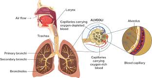 The Cardiopulmonary System Course Hero
