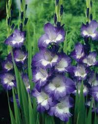 Competitive gladiolus bulbs products from various gladiolus bulbs manufacturers and gladiolus bulbs suppliers are listed above, please select quality and cheap items for you. 30 Best Gladiolus Bulbs Ideas Gladiolus Bulbs Gladiolus Plants