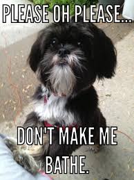 The character has been used in a variety of remix videos, image macros and fan artworks. Daily Dog Memes Home Facebook