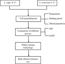 Production Of Ethanol From Jerusalem Artichoke By Mycelial