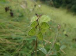 Image result for Eriosema parviflorum