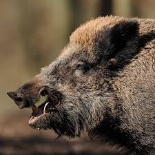 The hair that runs along the ridge of the wild boar's back is also longer than the rest. Hunter Dies In Germany After Wild Boar He Was Trying To Shoot Attacked Him Germany The Guardian