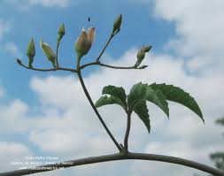 Image result for Merremia quinquefolia