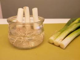 Explore our huge selection today! Lab Home Regrow En