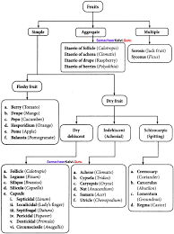 Maybe you would like to learn more about one of these? Samacheer Kalvi 11th Bio Botany Solutions Chapter 4 Reproductive Morphology Samacheer Kalvi