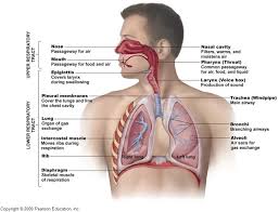 It carries … oxygen and nutrients for them. Sbi3u