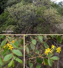 Image result for Grewia monticola