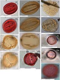 Image result for Anthospermum ammannioides