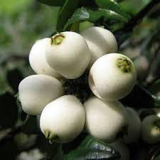 Image result for Syzygium niassense