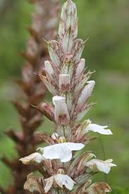 Image result for Ancylobothrys amoena