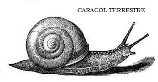 Caracol televisión en vivo es un canal de televisión abierta colombiano, el cual tiene su origen institucional en la tradicional compañía radiodifusora caracol. Funciones Del Caracol En La Naturaleza Botanical Online