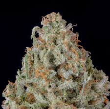 Keeping the product fresh inside the jar is a rubber seal that sits between the seal and jar. Orange Sherbet Auto Fastbuds Strain Info Growdiaries