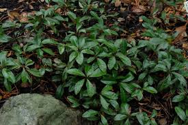 Image result for Ardisia