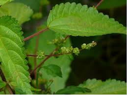 Image result for Acalypha fruticosa