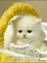 We did not find results for: Kucing Gifs Tenor