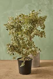 Image result for Ficus conraui