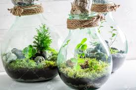 Bildergebnis Fur Okosystem Im Glas Terrarium Pflanzen Mini Terrarium Terrarium Ideen