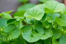 Image result for khasiat daun pegaga