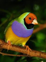 Lady Gouldian Finch Colorful Australian Bird Butterfly World Tradewinds Park Coconut Creek Broward County Fl By Birds Beautiful Birds Australian Birds
