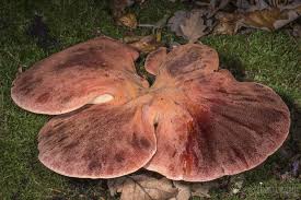 Pin On Fungal Inspiration
