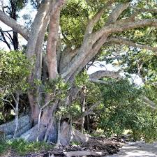 Image result for Ficus obliqua