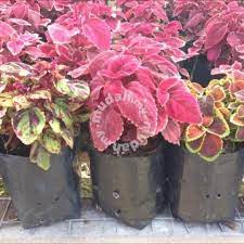 Sebab ada sesetengah spesis tumbuhan ini mengandungi bahan yang boleh mengkhayalkan jika dimakan! Ati Ati Coleus Garden Items For Sale In Old Klang Road Kuala Lumpur Mudah My