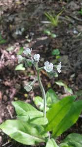 Image result for Cynoglossum coeruleum