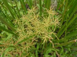 Image result for Cyperus maculatus