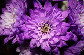 Purple Chrysanthemums Purple Carnations Purple Mums Chrysanthemum