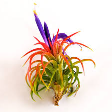 Quickly find the best offers for air plants for sale on newsnow classifieds. Set Of 5 Ionantha Mexican Air Plants 30 Day Air Plant Guarantee Fast Shipping Spectacular Blooms T Tillandsia Air Plant Air Plants Wholesale Plant Sale