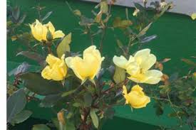 バラの開花とイチゴの葉の変色 プランター菜園をやってみよう 会社の屋上 で 収穫を目指す 会社員の熱き戦い