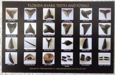 Shark Teeth And Fossils Identification Chart Postcard