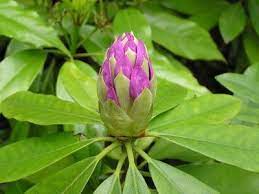 How To Propagate Rhododendron Cuttings Hunker Rhododendron Plant Plants Propagating Plants