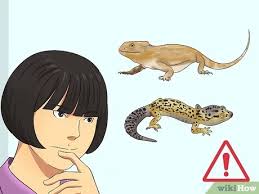 Pepper spray works faster and easier but it will hurt the lizard. 3 Ways To Catch A Wild Lizard And Hold It Wikihow
