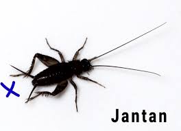 Cara Membedakan Jangkrik Jantan Dan Betina Paling Mudah Beserta Gambarnya Hobinatang