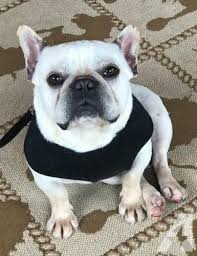 Click here to view french bulldogs in michigan for adoption. French Bulldog Puppy For Sale Adoption Rescue For Sale In Hastings Michigan Classified Americanlisted Com