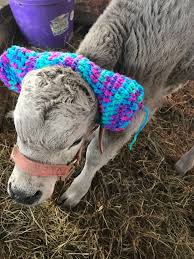 Check spelling or type a new query. Turns Out Farmers Are Protecting Their Calves From Frostbite With Earmuffs And It S Too Cute Bored Panda