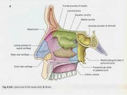 The nasal bones, along with the frontal processes of the maxilla bone form the bony vault, make up as the hardest part of the nasal cavity, the nasal bones protect these arteries and nerves from since the nasal bones are the strongest part of the nose, not only does it house arteries and nerves. Nasal Cavity Anatomy