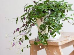 Simply pot these flowers, set them on a sunny windowsill, and enjoy a home with fewer traces of formaldehyde, benzene, and ammonia. How To Keep Indoor Plants Alive Viva