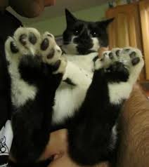 However, it must have a defined coat pattern, so as to be considered a true tuxedo. 15 Reasons Why Tuxedo Cats Rock Cats In Care