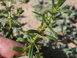 Image result for Ammannia auriculata