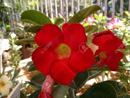 Immagini Stock La Rosa Del Deserto E Una Pianta Succulenta Con Fiori Tubolari Rosa E Un Gambo Rigonfio E Legnoso Che Contiene La Linfa Tossica E Lattiginosa Che A Volte Viene Piante grasse con fiori rosa. la rosa del deserto e una pianta succulenta con fiori tubolari rosa e un gambo rigonfio e legnoso che contiene la linfa tossica e lattiginosa che a