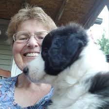 Looking for goats! Preferably Spanish goats or boer goats