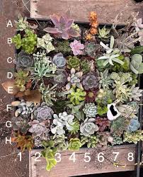 Image result for Kleinia sp.no.1