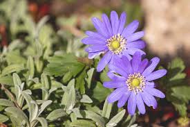 Sunlit Anemones In 2020 Anemone Plants Flowers