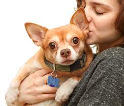 Petsmart is the adopt spot. Senior Pet Adoption Search For Senior Dogs And Senior Cats