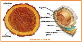 Sains Itu Science Jaringan Tumbuhan