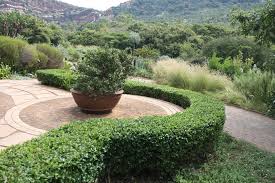 Image result for Cassinopsis ilicifolia