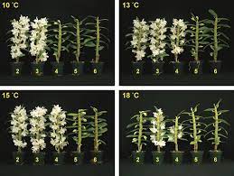 Dendrobium Nobile Flower Induction Best Flower Wallpaper