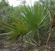 Image result for Sabal domingensis